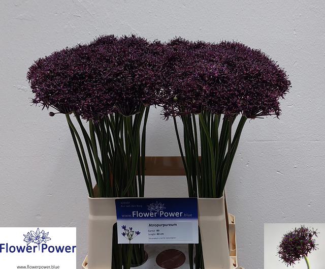 ALLIUM ATROPURPUREUM