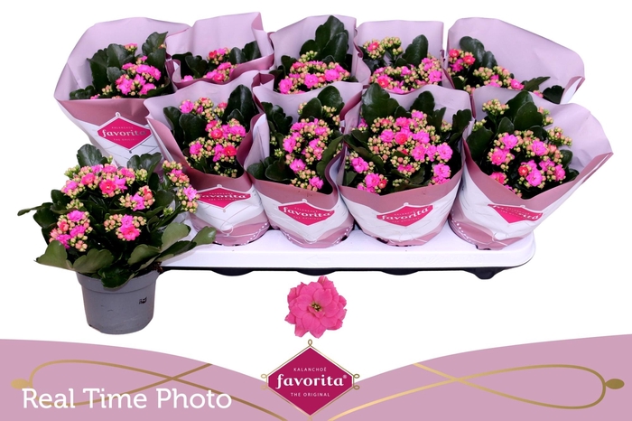 <h4>KAL GE PERFECTA PINK</h4>