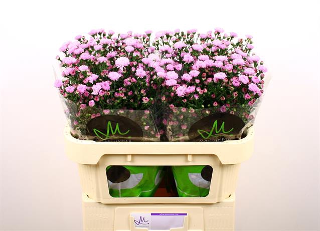 <h4>Aster double date pink</h4>