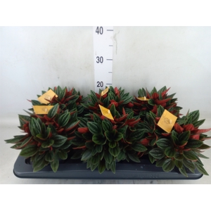 Peperomia caperata 'Rosso'