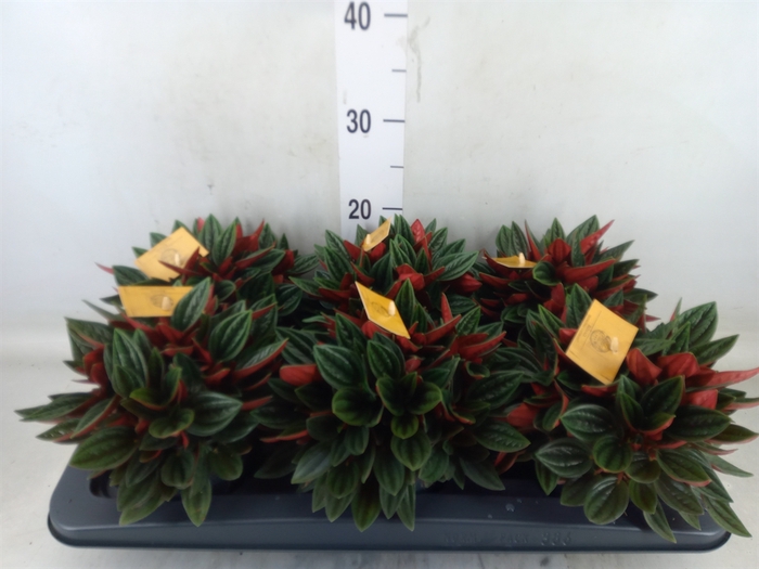 <h4>Peperomia caperata 'Rosso'</h4>