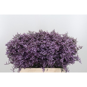 Limon Safora Lilac