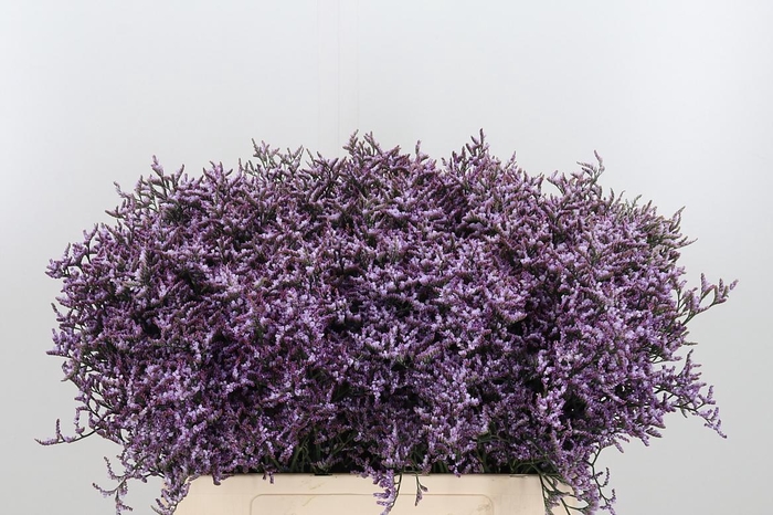 <h4>Limon Safora Lilac</h4>