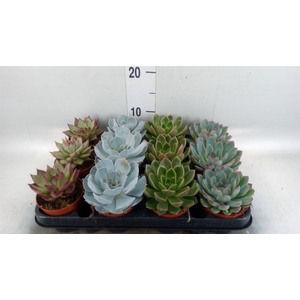 Echeveria   ...mix