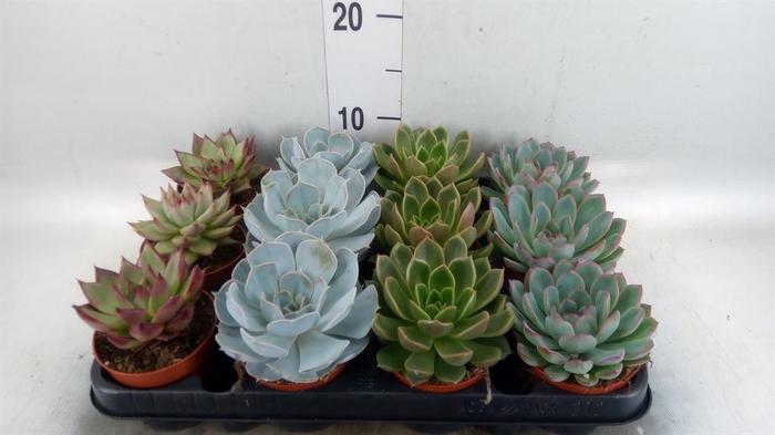 <h4>Echeveria ...mix</h4>