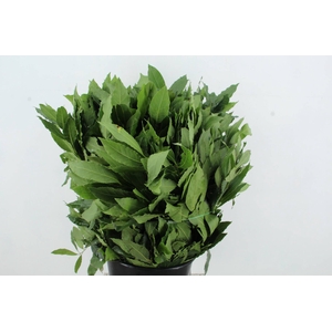 LAURUS NOBILIS