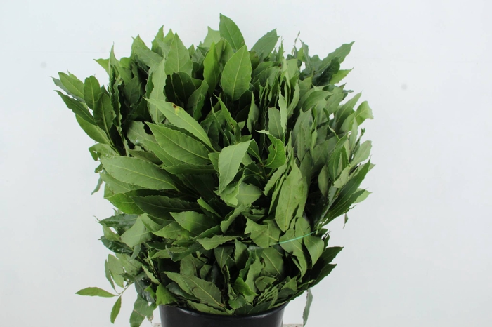 <h4>LAURUS NOBILIS</h4>
