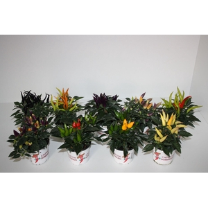 Capsicum Annuum mix