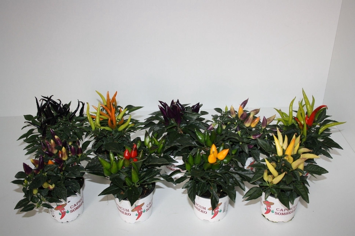 <h4>Capsicum Annuum mix</h4>