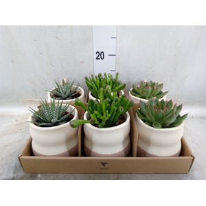 Succulents   ...mix 3