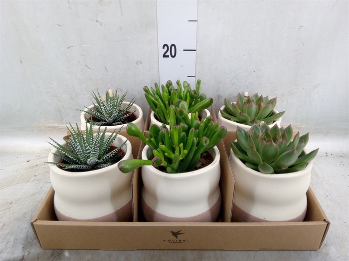 <h4>Succulents   ...mix 3</h4>