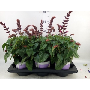 Salvia  'Salgoon Lake Flamingo'