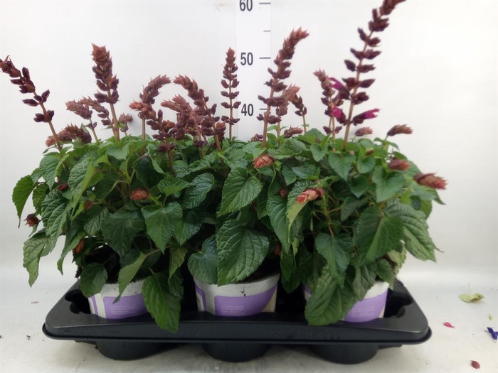 <h4>Salvia  'Salgoon Lake Flamingo'</h4>