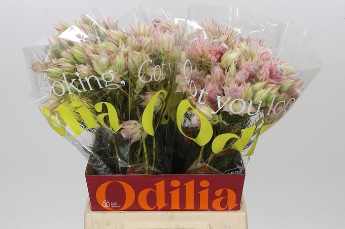 <h4>Blushing Bride Ayoba Satin Star</h4>