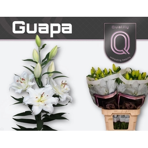 LI OR DU GUAPA