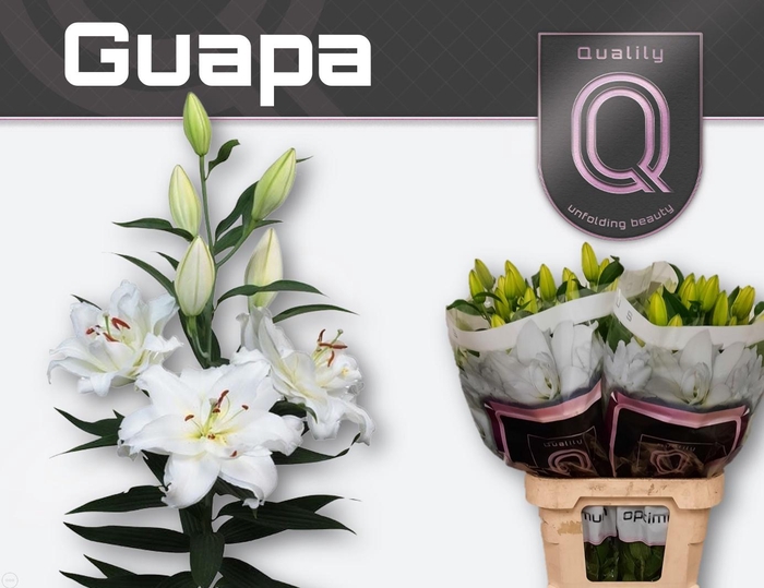 <h4>LI OR DU GUAPA</h4>