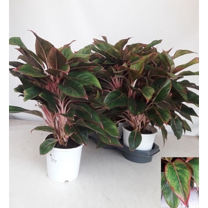 Aglaonema 17Ø 50cm 2pp