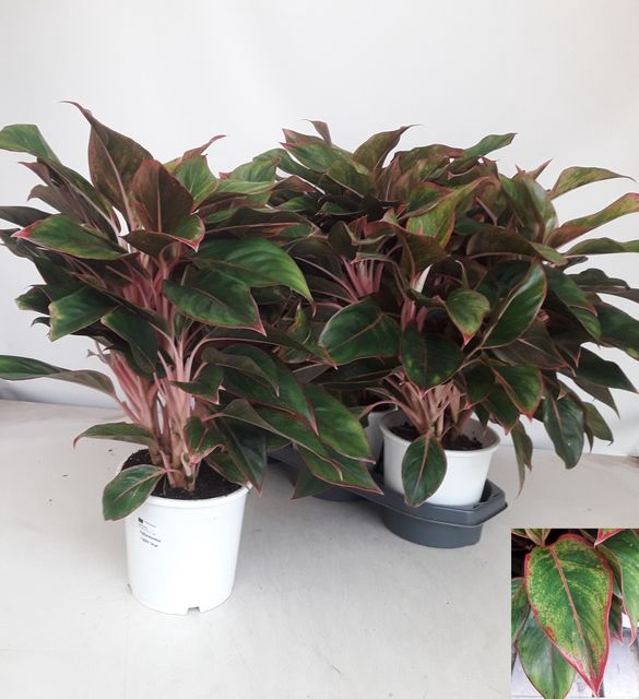 Aglaonema 17Ø 50cm 2pp