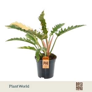 Philodendron narrow 'Ring of Fire'
