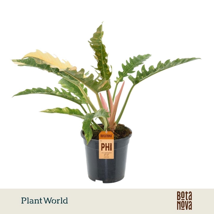 <h4>Philodendron narrow 'Ring of Fire'</h4>