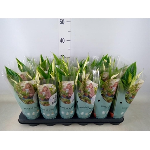 Spathiphyllum  'Chopin'