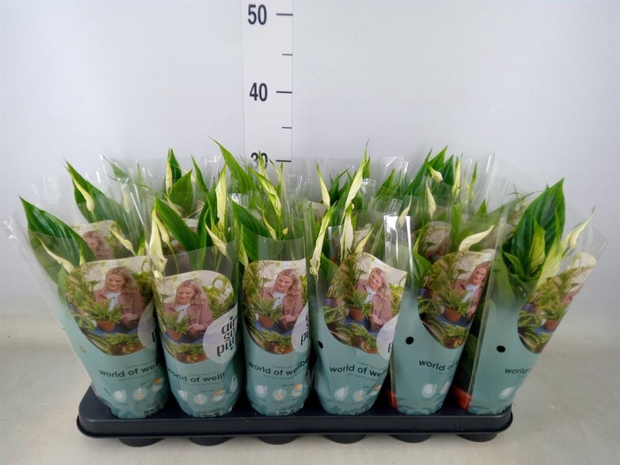 <h4>Spathiphyllum  'Chopin'</h4>