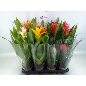Bromelia   ...mix