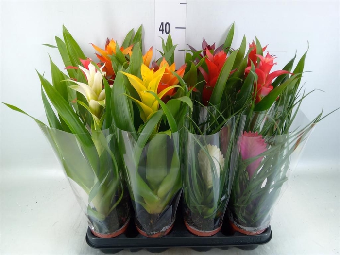 <h4>Bromelia ...mix</h4>