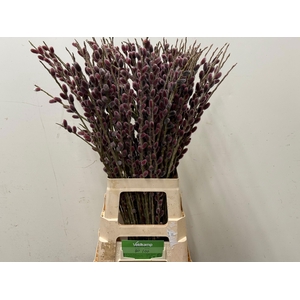 SALIX G PINK CUSHION