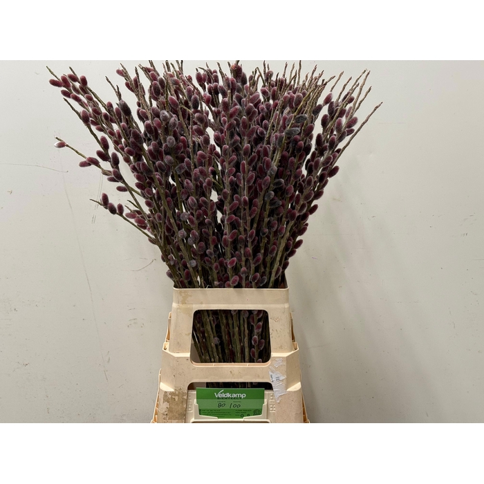 <h4>SALIX G PINK CUSHION</h4>