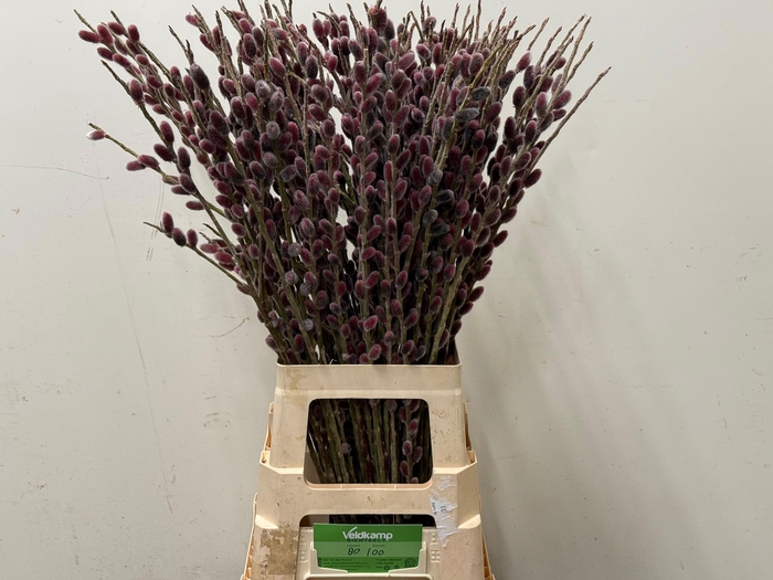 SALIX G PINK CUSHION