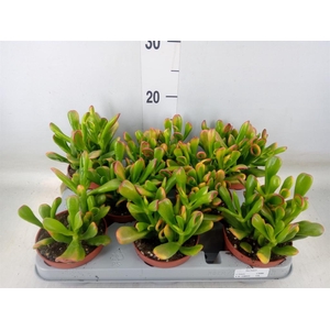 Crassula ovata 'Horn Tree'