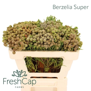 Berzelia Super