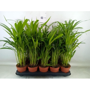 Dypsis lutescens   ...Chrysalidoca