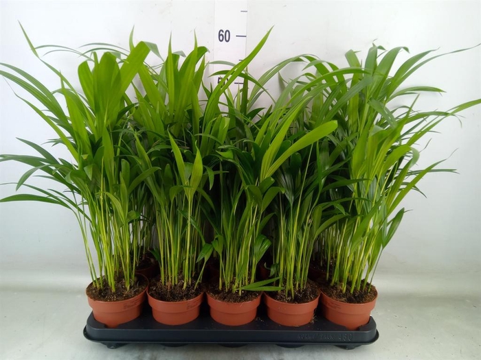 <h4>Dypsis lutescens   ...Chrysalidoca</h4>