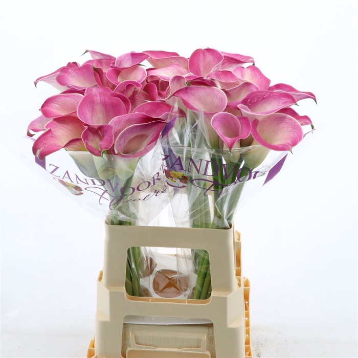 <h4>Calla Denver | Heavy Quality</h4>