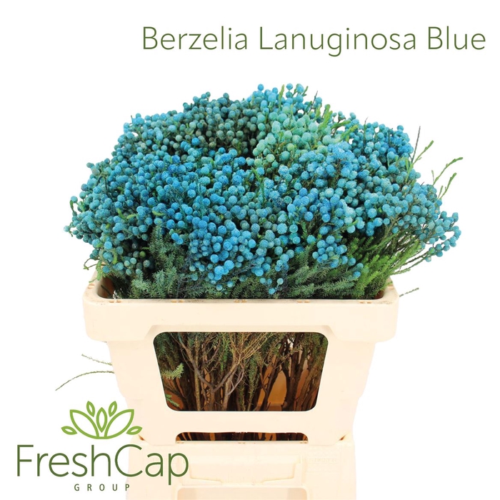 <h4>Berzelia Lanuginosa Blue</h4>