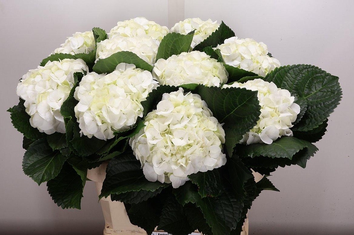 <h4>Hydr M Ivoor 80-20</h4>