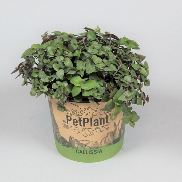 <h4>Callisia repens</h4>
