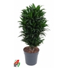 Dracaena Compacta