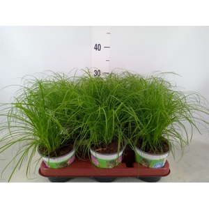 Cyperus alternifolius 'Zumula'