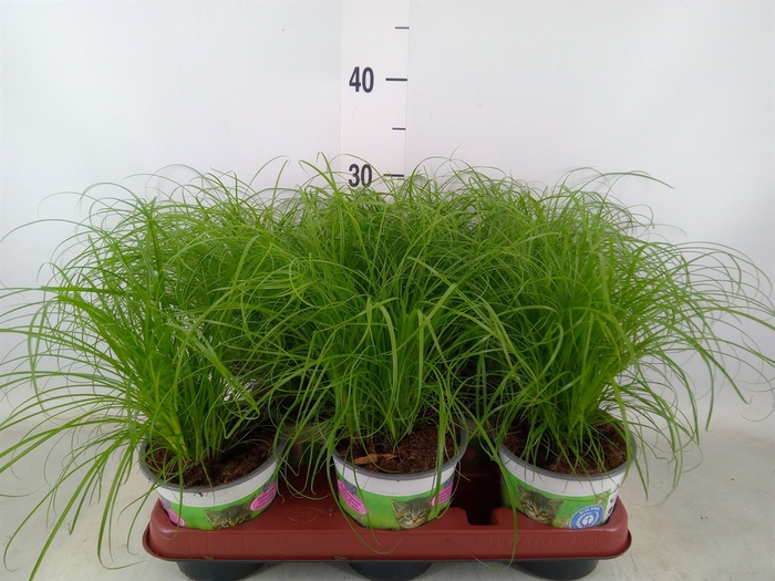 <h4>Cyperus alternifolius 'Zumula'</h4>