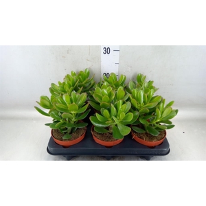 Crassula  'Magical Tree'