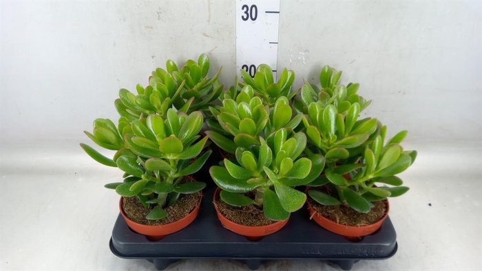 <h4>Crassula  'Magical Tree'</h4>
