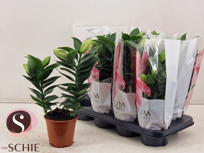 <h4>LIL OR SOUVENIR</h4>