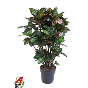 Codiaeum variegatum grootbladig 'Petra'