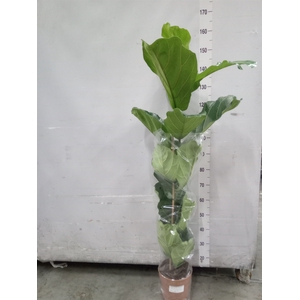 Ficus lyrata