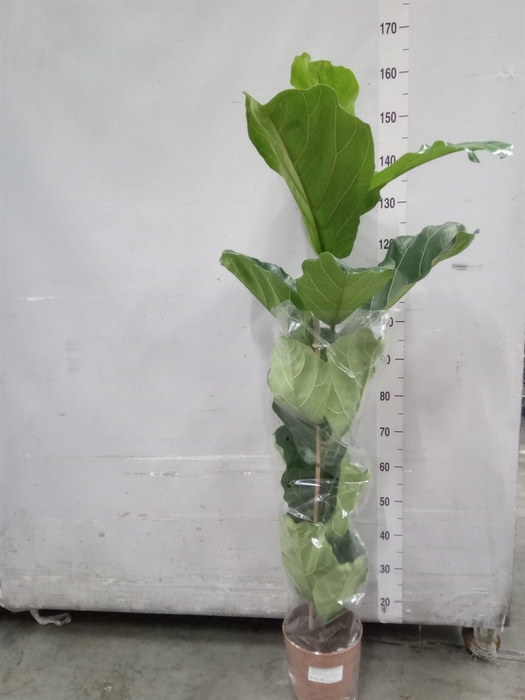 <h4>Ficus lyrata</h4>