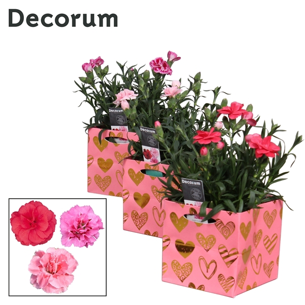 <h4>Dianthus - 10,5 cm - Oscar mix Affection - Decorum</h4>