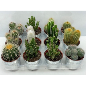 CACTUS GEM